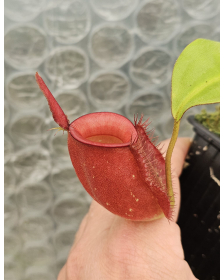 Nepenthes Ampullaria, red...