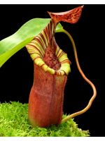 Nepenthes (veitchii x lowii) x (burbidgeae x edwardsiana): BE-3980 - 5008