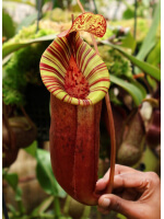 Nepenthes (veitchii x lowii) x (burbidgeae x edwardsiana): BE-3980 - 5009