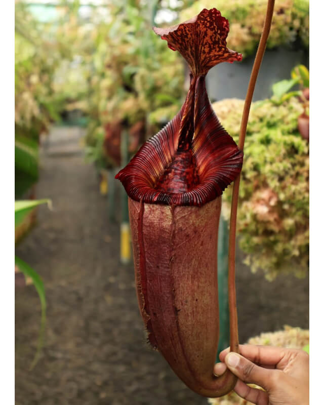 Nepenthes (veitchii x lowii) x (burbidgeae x edwardsiana): BE-3980
