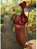Nepenthes (veitchii x lowii) x (burbidgeae x edwardsiana): BE-3980 - 5010