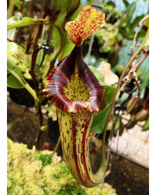 Nepenthes (veitchii x...