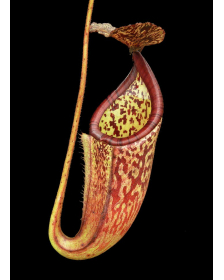 Nepenthes burbidgeae x...