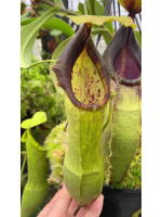 Nepenthes spathulata – best selected clone: BE-3175 - 5017