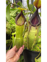 Nepenthes spathulata – best selected clone: BE-3175 - 5018
