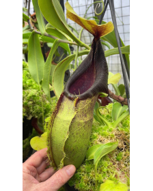 Nepenthes spathulata