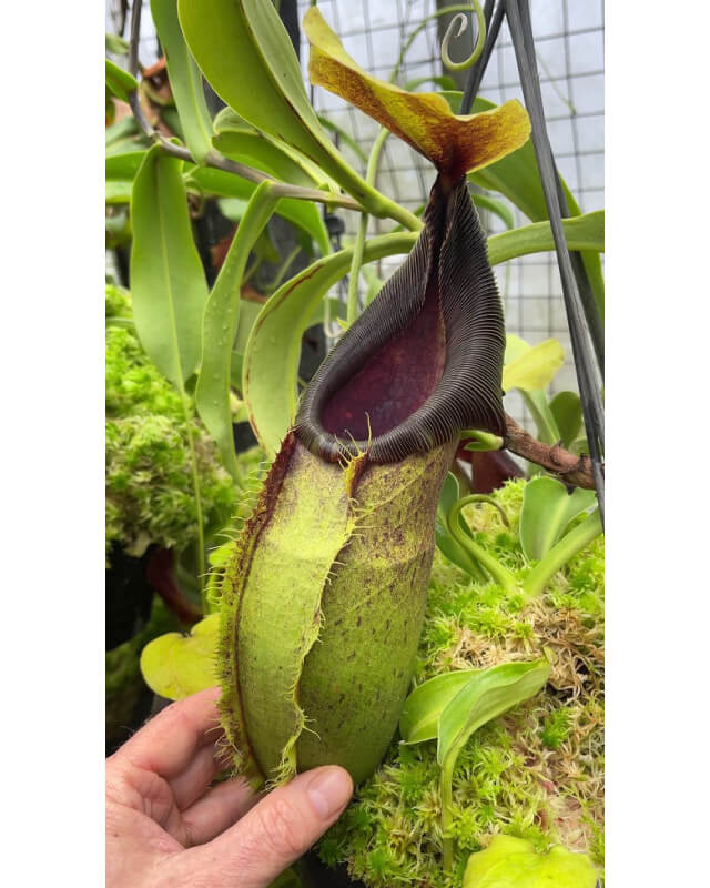 Nepenthes spathulata – best selected clone: BE-3175
