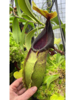 Nepenthes spathulata – best selected clone: BE-3175 - 5019
