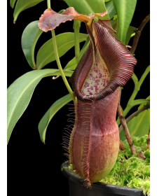 Nepenthes spathulata x...