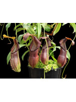 Nepenthes spathulata x singalana - 5021