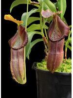 Nepenthes spathulata x singalana - 5022
