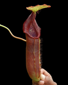Nepenthes singalana x lowii BE-4080