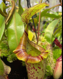 Nepenthes (veitchii x...