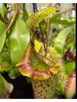 Nepenthes (veitchii x platychila) x platychila BE-4072 - 5033
