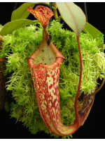 Nepenthes (veitchii x platychila) x platychila BE-4072 - 5036