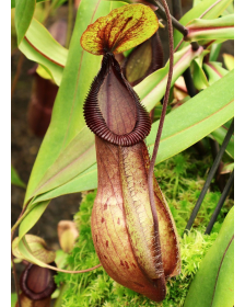 Nepenthes mirabilis var....