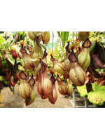 Nepenthes mirabilis var. globosa x hamata - 5038