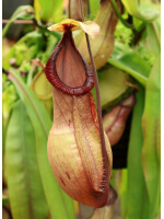 Nepenthes mirabilis var. globosa x hamata - 5039