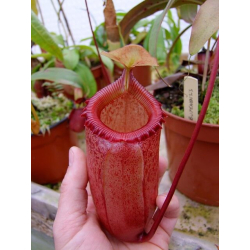 Nepenthes sibuyanensi BE-3164-Nepenthes highland