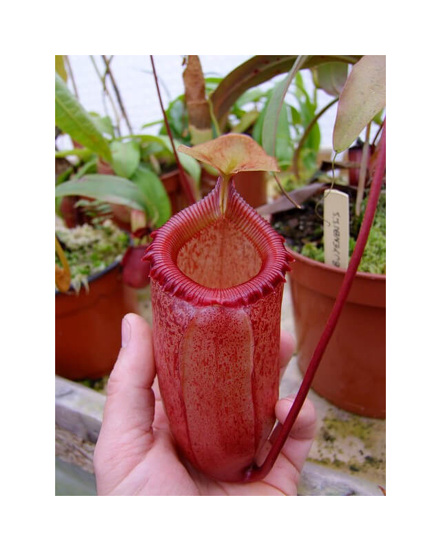 Nepenthes sibuyanensi BE-3164-Nepenthes highland