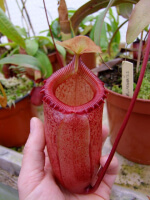 Népenthes sibuyanensis