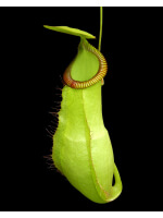 Nepenthes mirabilis var. globosa x hamata - 5042