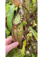 Nepenthes spectabilis x viking: BE-4523 - 5045