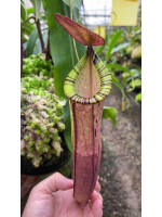 Nepenthes spectabilis x viking: BE-4523 - 5046