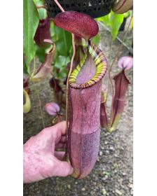 Nepenthes spectabilis x viking BE-4523