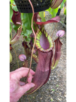 Nepenthes spectabilis x viking: BE-4523 - 5048