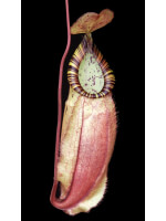 Nepenthes spectabilis x viking: BE-4523 - 5049