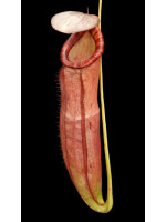 Nepenthes spectabilis x viking: BE-4523 - 5050