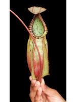 Nepenthes spectabilis x viking: BE-4523 - 5051