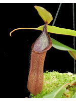 Nepenthes hamata x truncata BE-4564 - 5053