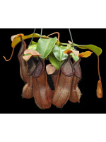 Nepenthes hamata x truncata BE-4564 - 5054