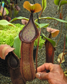 Nepenthes hamata x truncata