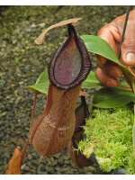 Nepenthes hamata x truncata BE-4564 - 5056