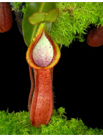 Nepenthes hamata x truncata BE-4564 - 5059