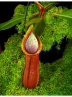Nepenthes hamata x truncata BE-4564 - 5060