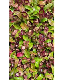 Nepenthes ampullaria x campanulata BE-3840