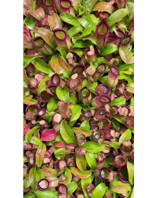 Nepenthes ampullaria x...