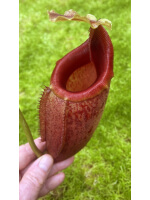 Nepenthes Mira BE-3979 - 5064