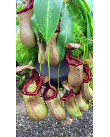 Nepenthes ventricosa x...