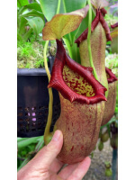 Nepenthes ventricosa x robcantleyi BE-3923 - 5074