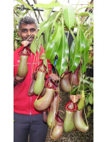 Nepenthes ventricosa x robcantleyi BE-3923 - 5075