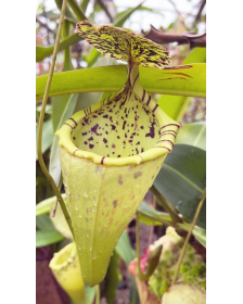 Nepenthes burbidgeae x...