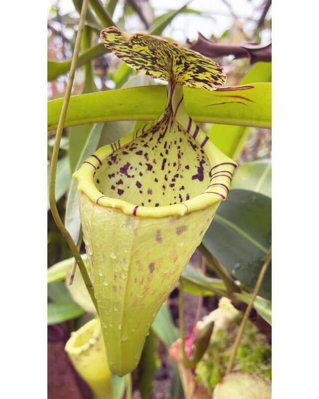 Nepenthes burbidgeae x campanulata – clones assortis: BE-3564