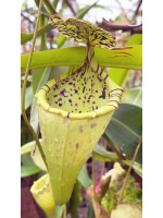 Nepenthes burbidgeae x campanulata – clones assortis: BE-3564 - 5076