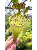 Nepenthes burbidgeae x campanulata – clones assortis: BE-3564 - 5077