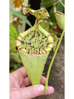 Nepenthes burbidgeae x campanulata – clones assortis: BE-3564 - 5078